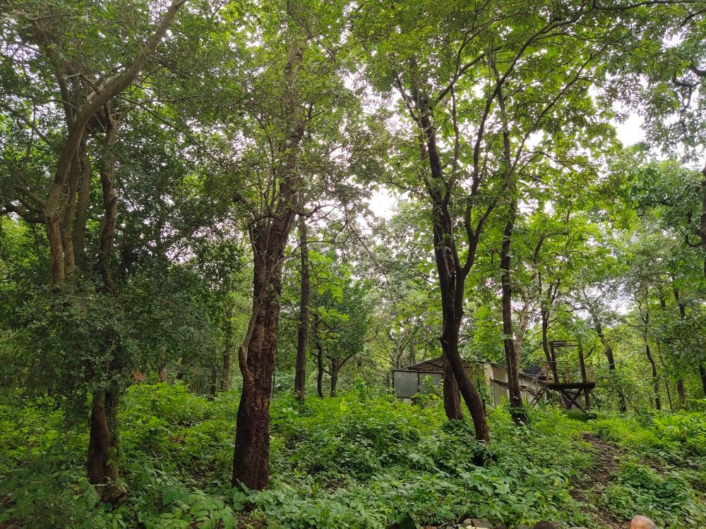 Tungareshwar Wildlife Sanctuary景点图片