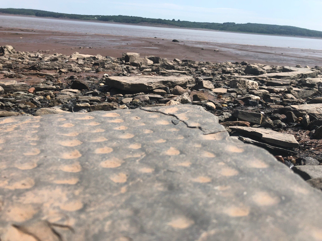 Blue Beach Fossil Museum-Hantsport必去景点