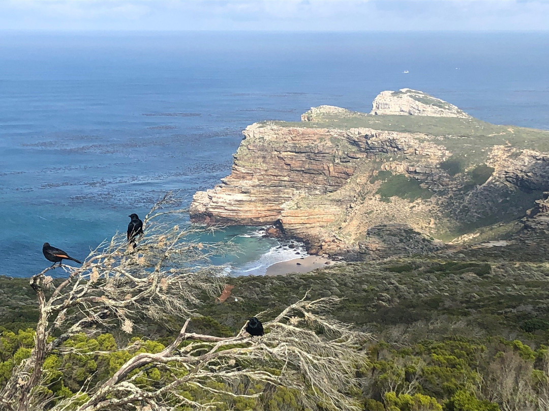 Cape Town Day Tours-Rondebosch必去景点