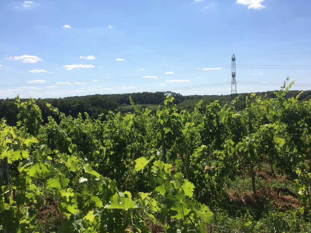 Domaine de la Grave - Vignobles Roche Teycheney景点图片