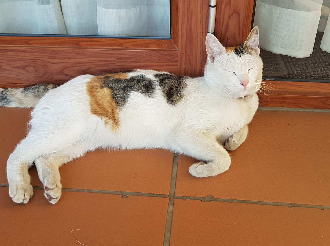 Sunninghill Guest Lodge主图