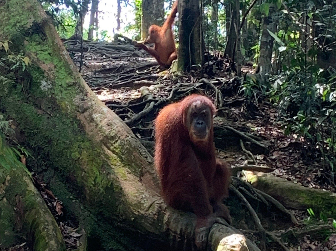 Jungle Edie-武吉拉旺必去景点