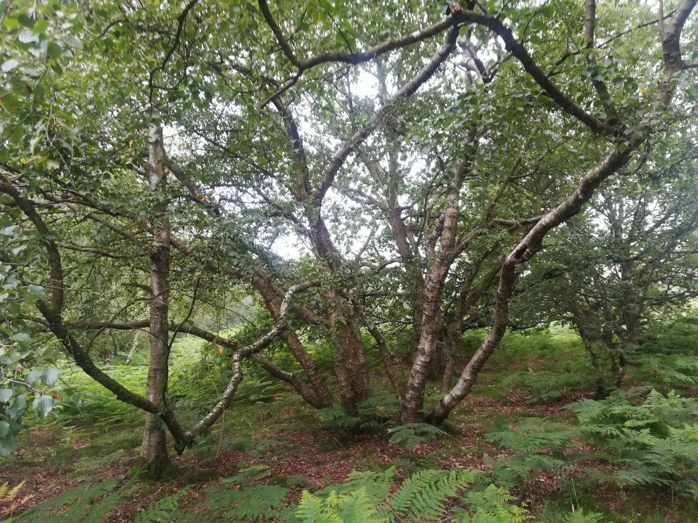 Nine Ladies Stone Circle-马特洛克必去景点