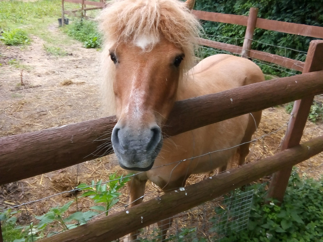 Heronfield Small Breeds Farm and Animal Rescue Centre景点图片