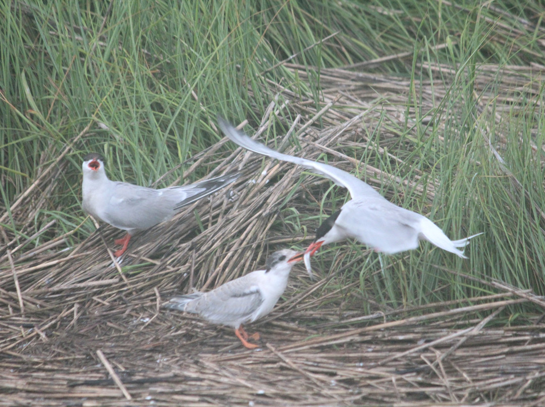 Birding By Boat on the Osprey-开普梅必去景点