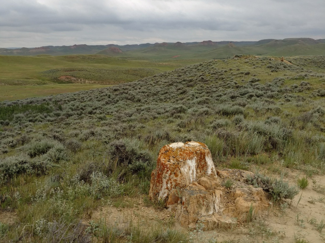 Dry Creek Petrified Forest景点图片