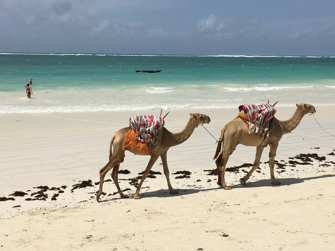 Tsavo Trails- Day Tours-迪亚尼必去景点