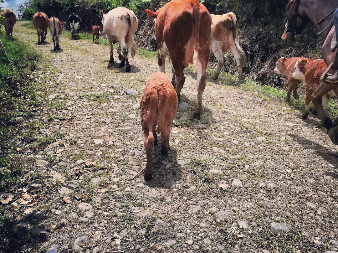 Queveri Horseback Riding Tours景点图片