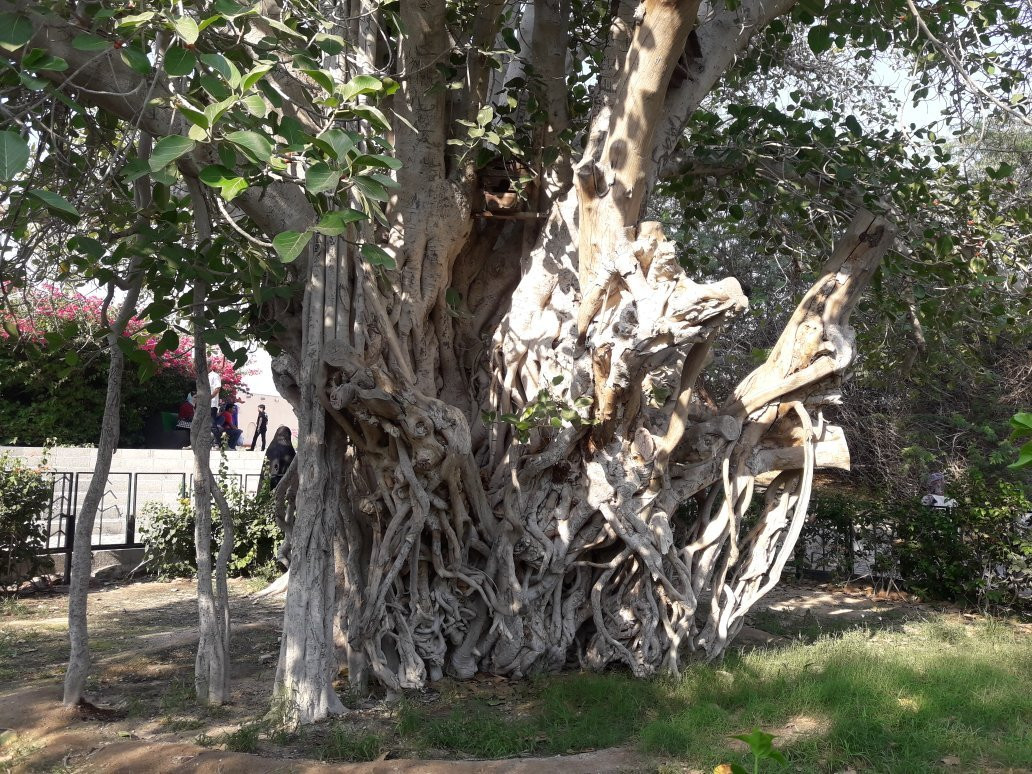 Green Tree Complex景点图片