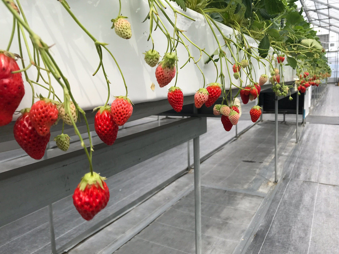 GrandBerry-八尾市必去景点