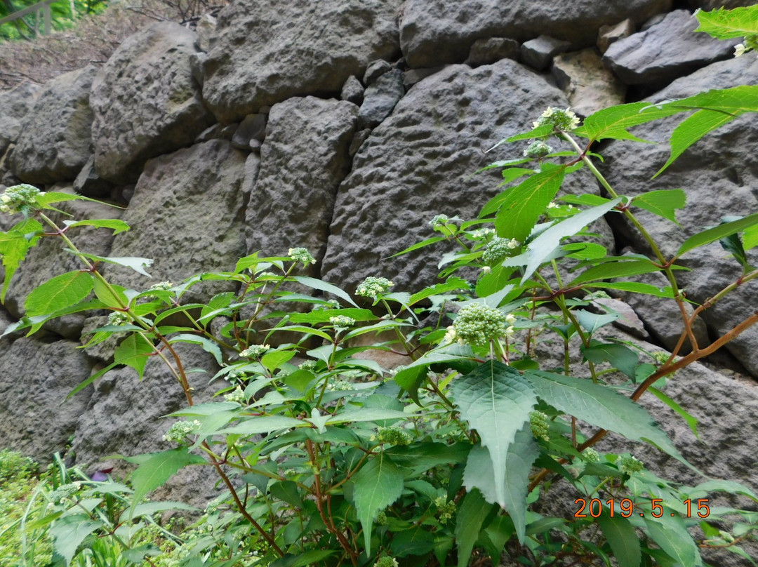 Edo Castle Stone-walled Moat景点图片