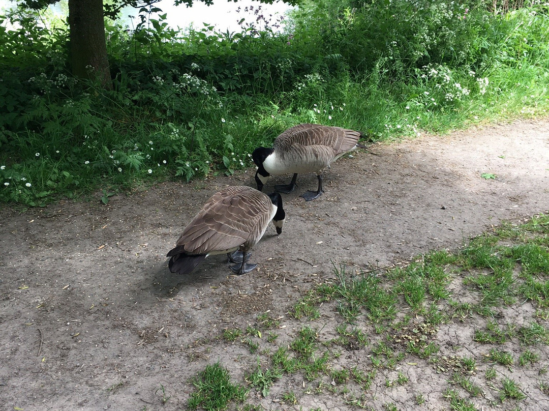 Longton Brickcroft Nature Reserve景点图片
