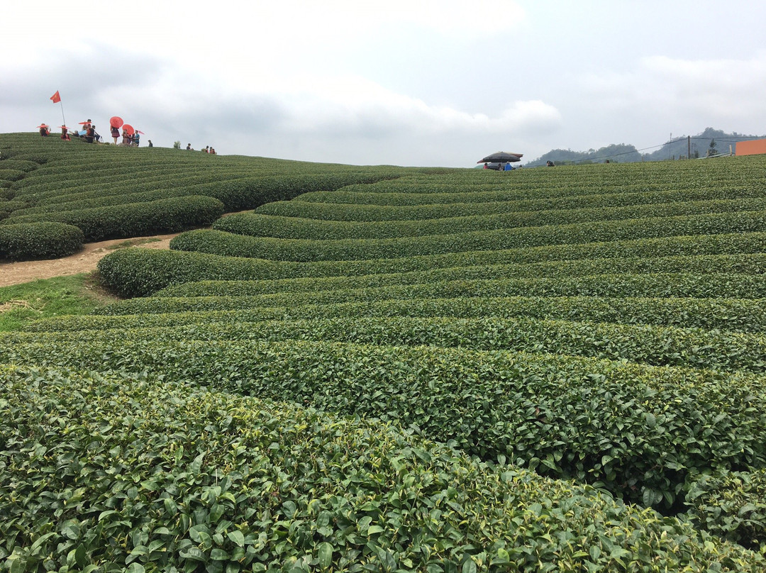 Moc Chau Plateau-Moc Chau必去景点