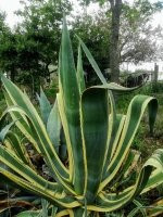 Orto Botanico Arcadia-Grisolia必去景点