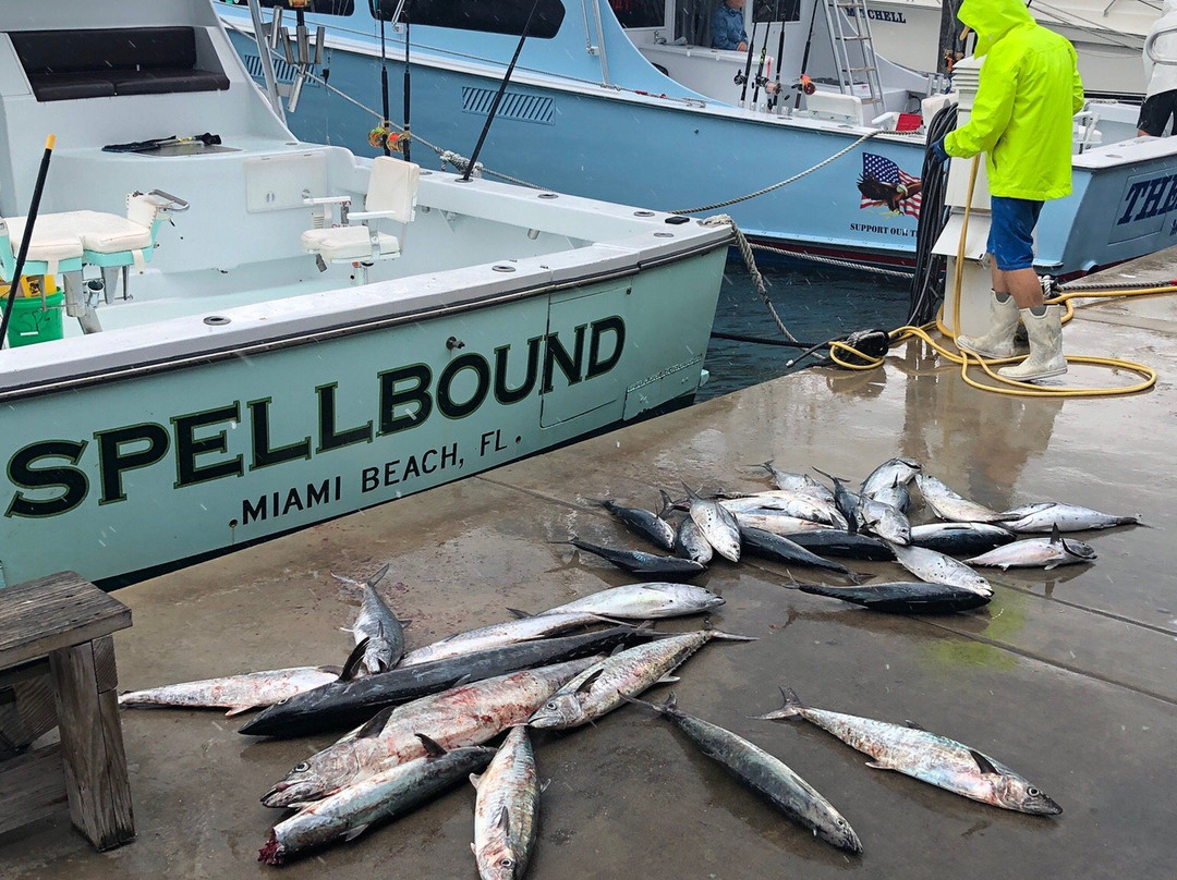 Capt. Jay's Deep Sea Fishing Miami-迈阿密海滩必去景点