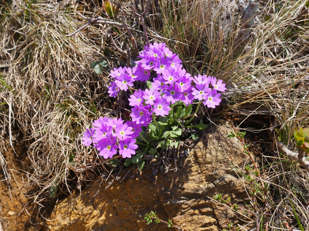 Apoidake-样似町必去景点