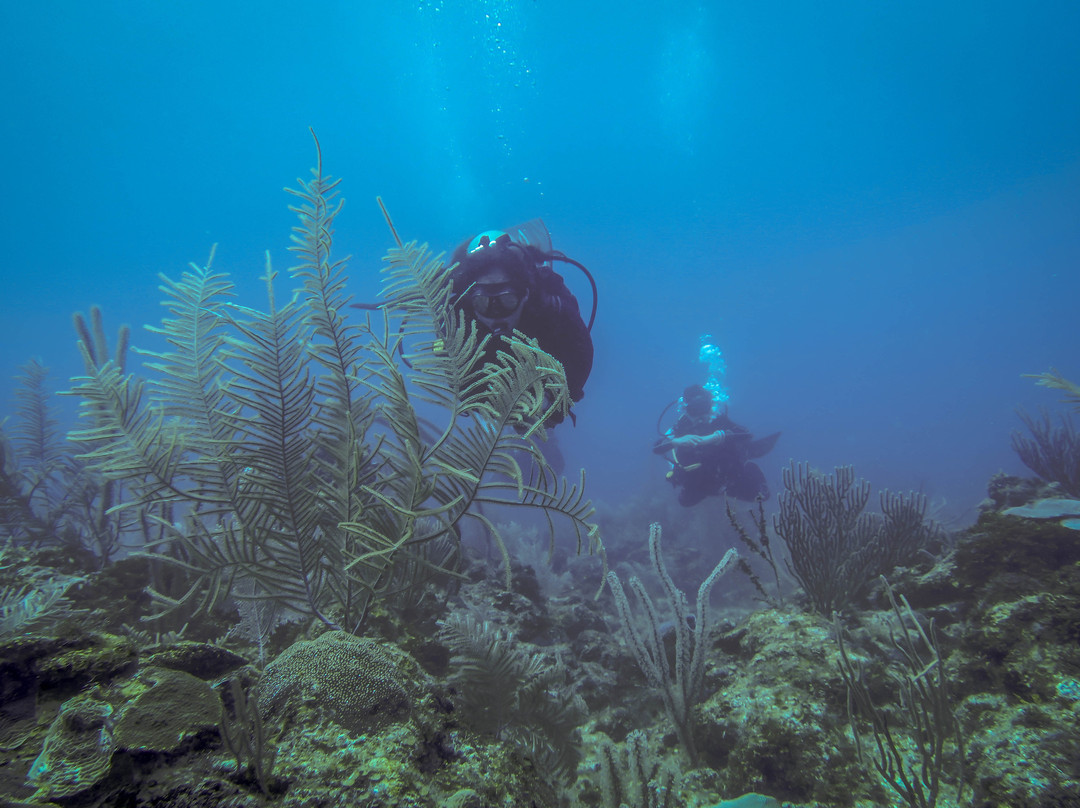 SCA Dive & Freedive Center-梅里达必去景点
