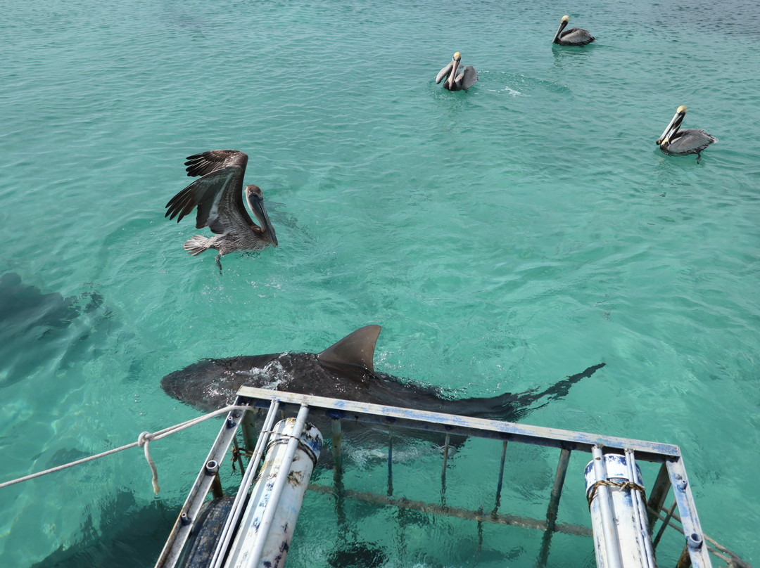 Bimini Bull Run-Bimini必去景点