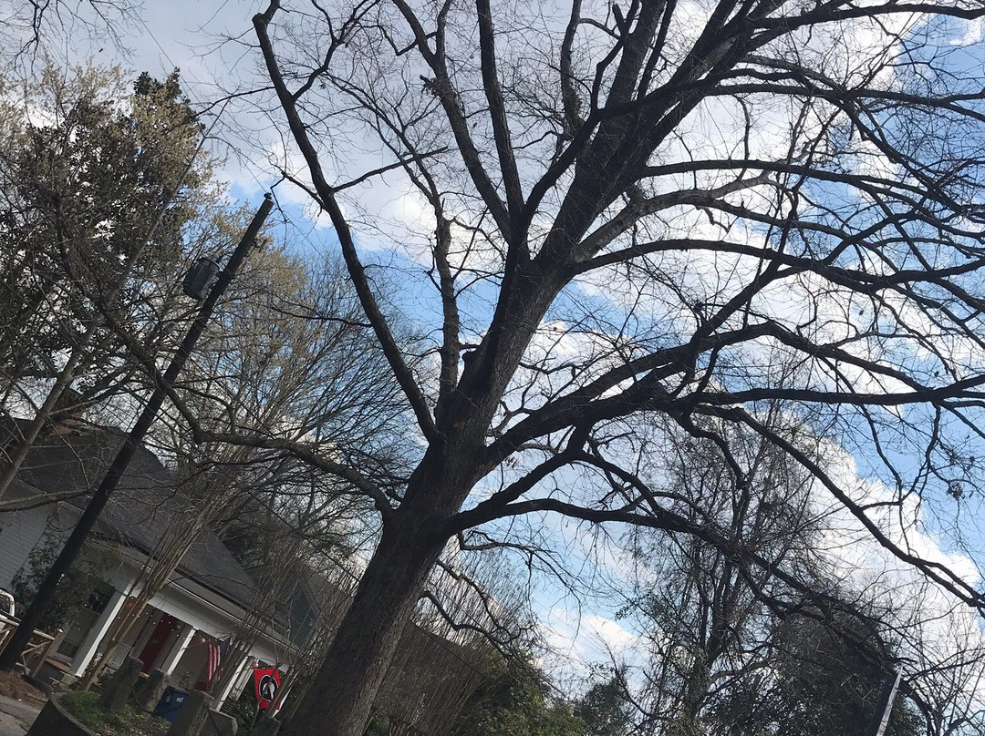 Tree That Owns Itself-阿森斯必去景点