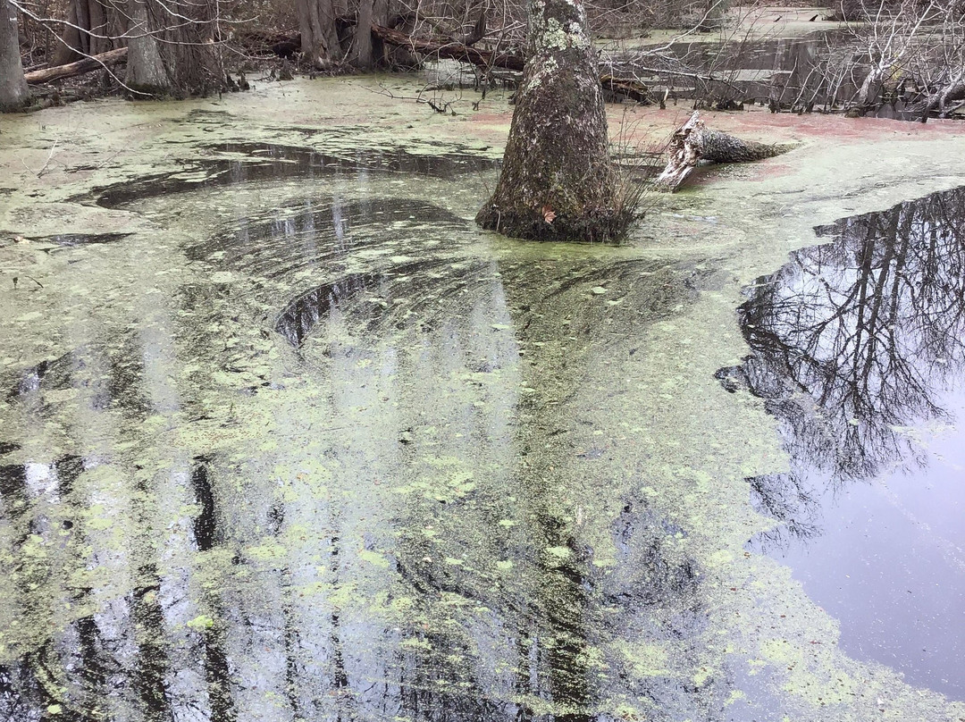 Merchants Millpond State Park-Gatesville必去景点