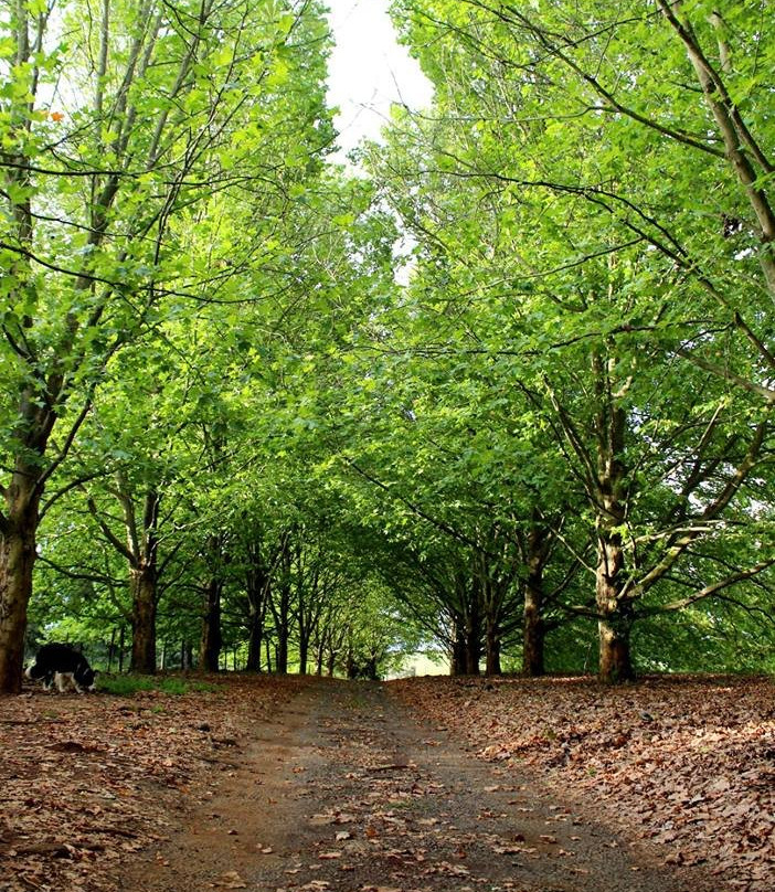 Sycamore Avenue Treehouses主图