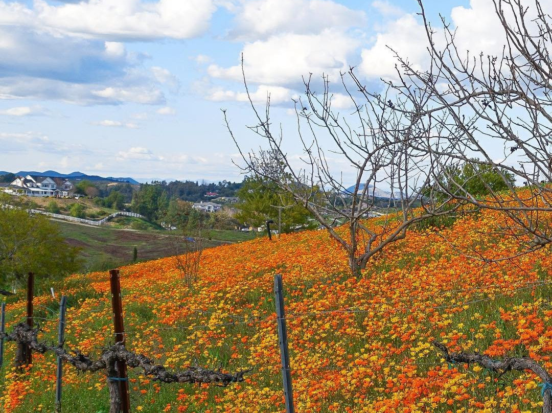 Mount Palomar Winery-特曼库拉必去景点