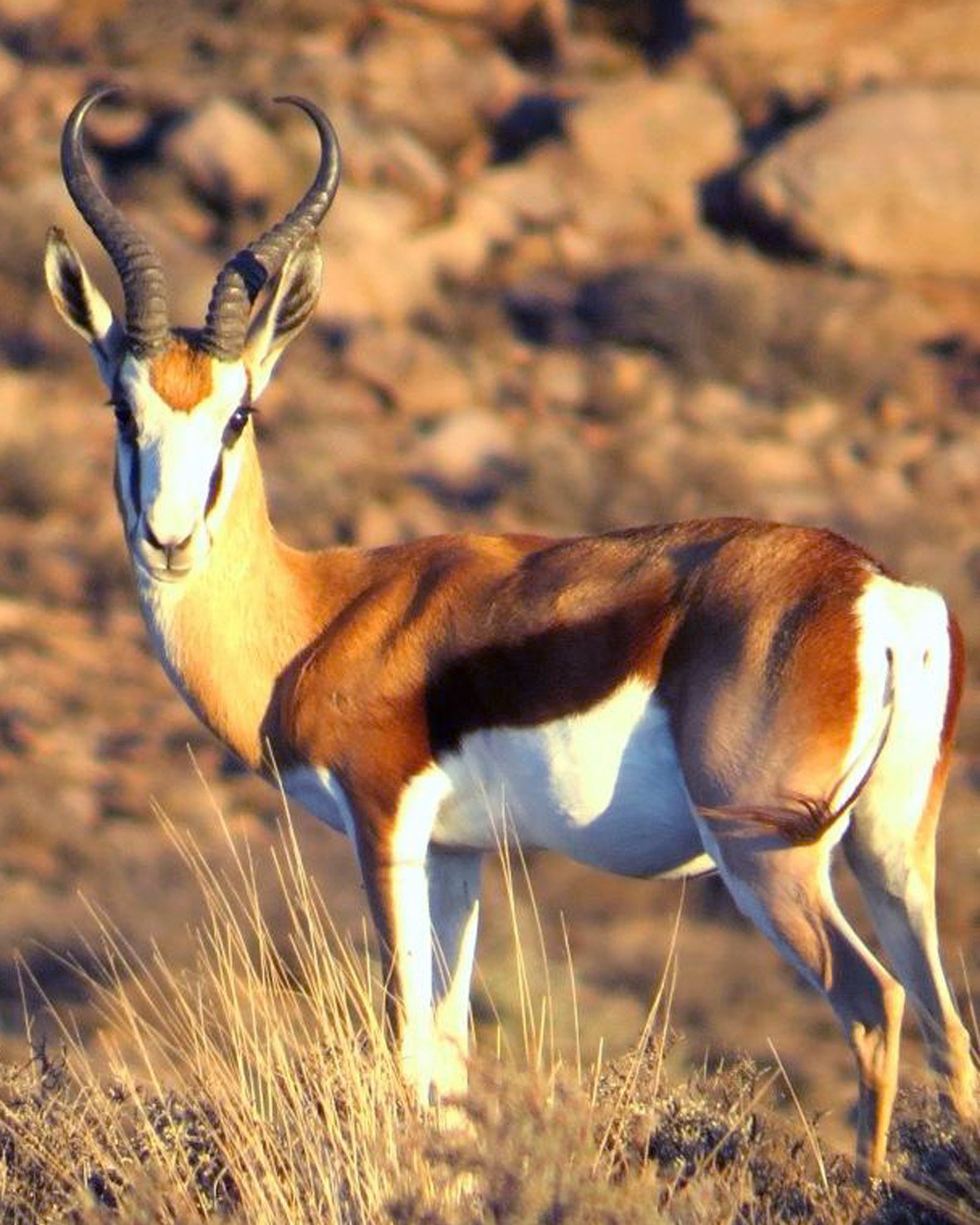 Elandsrus Country Lodge-官方