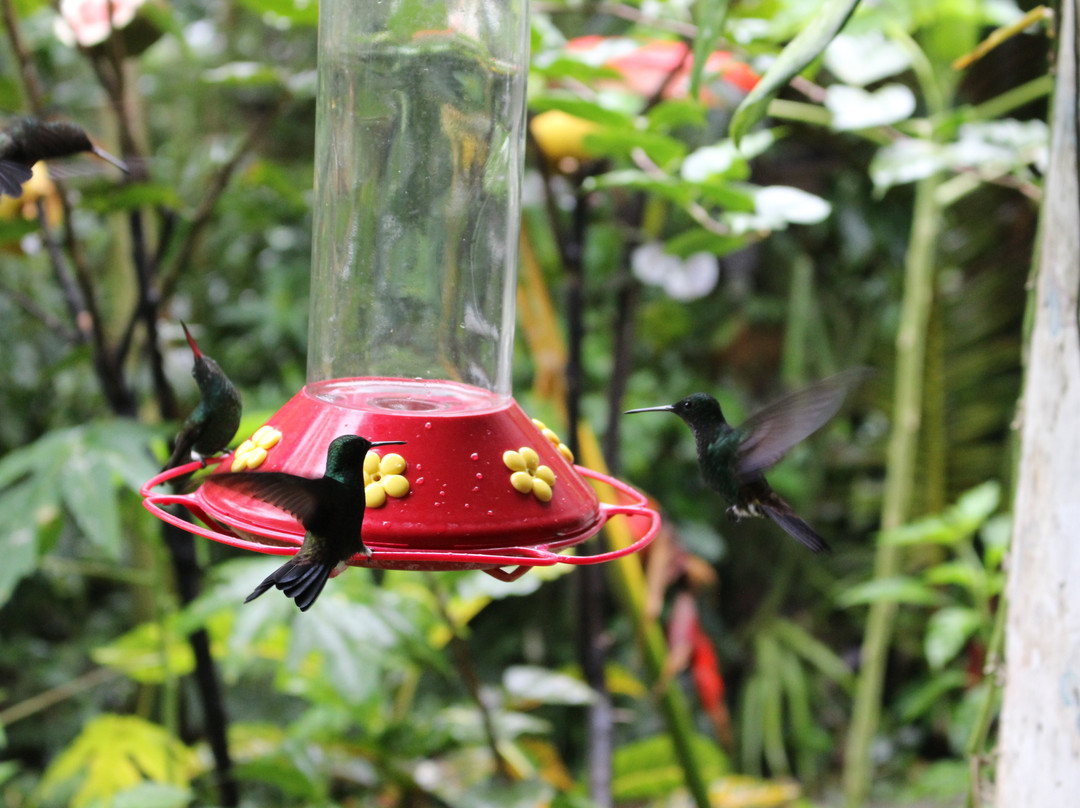 Hummingbird Gallery-Speyside必去景点