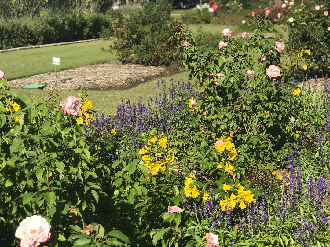 The Rose Gardens of Farmers Branch-Farmers Branch必去景点