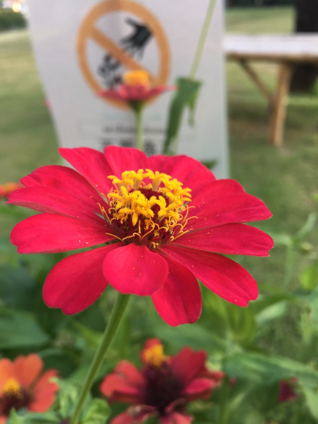 ZZZ Crest Chiang Mai-portrait