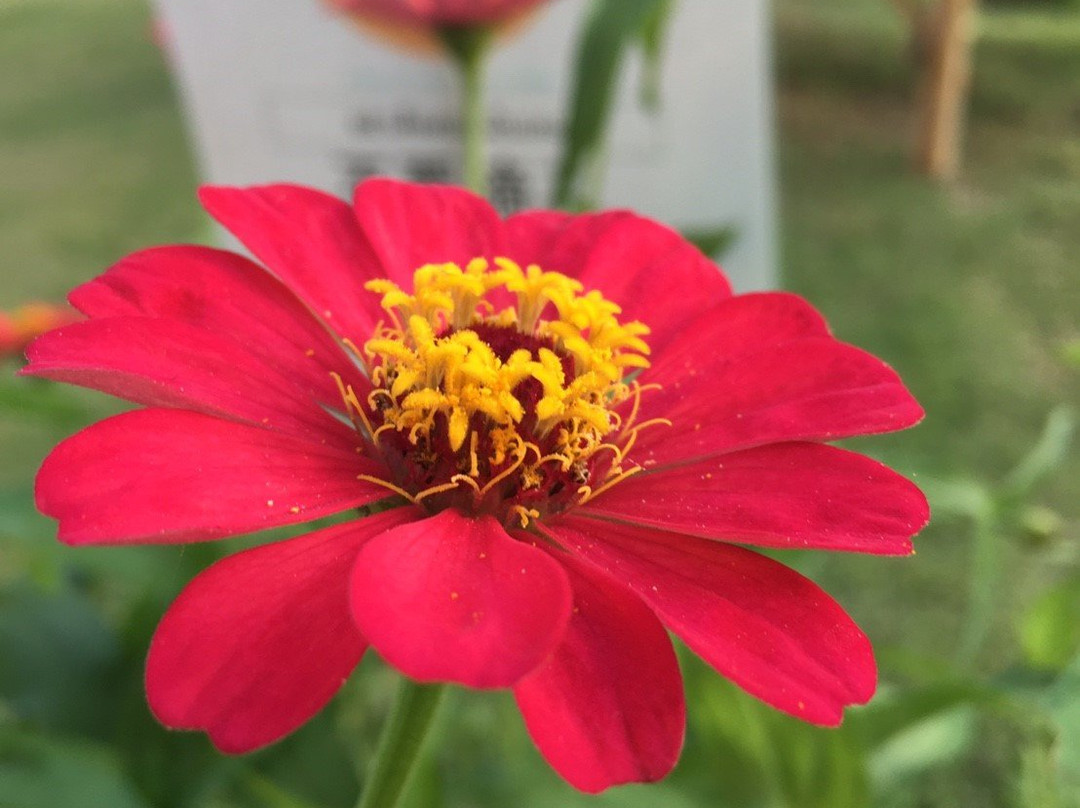 ZZZ Crest Chiang Mai主图