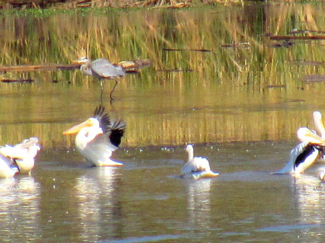 Hiwassee Wildlife Refuge景点图片