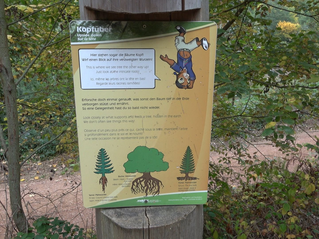 Baumkronenweg Waldkirch景点图片