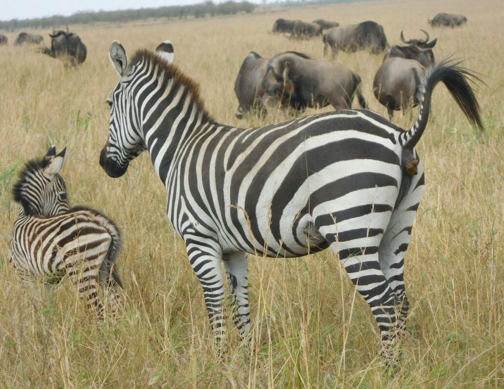 Eros Safari Kenya景点图片