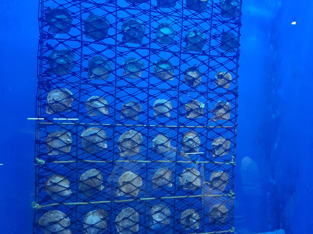 Amorn by Phuket Pearl Group-普吉岛必去景点