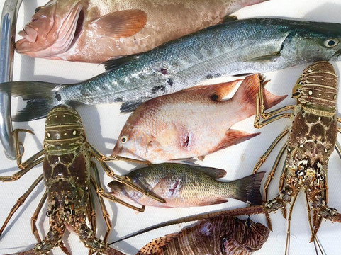 Miami Scuba Diver LLC-迈阿密海滩必去景点