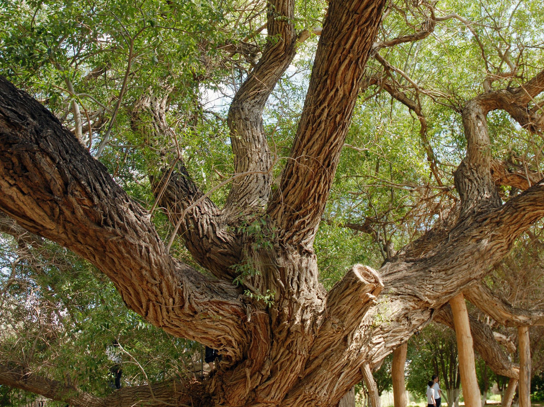 Charyn旅游景点-700 Year Old Willow/Kosbastau