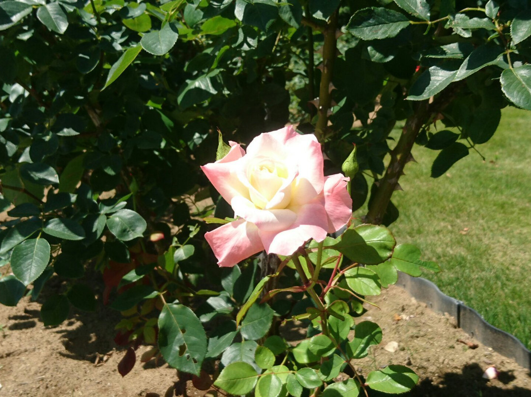 Takato Shinwa no Oka Rose Garden景点图片