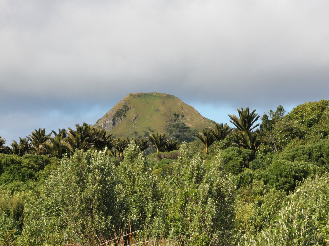 Nikau Bush Conservation Area景点图片