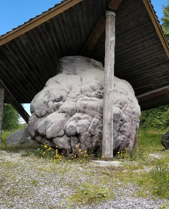 World 's largest Burl景点图片