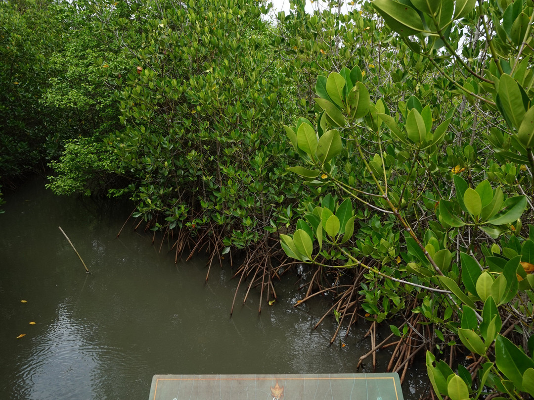 The Sirindhorn International Environmental Park景点图片