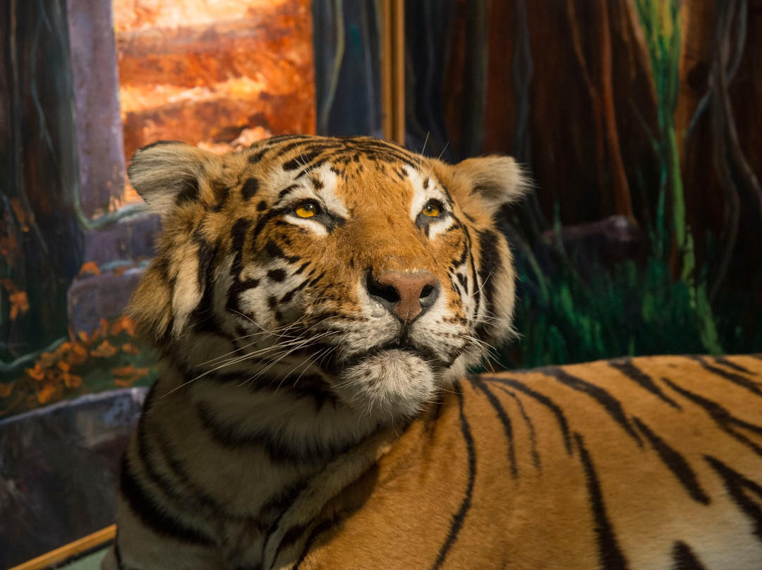 University of Aberdeen Zoology Museum-阿伯丁必去景点