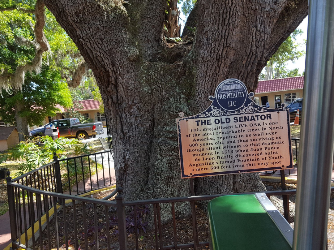 The Old Senator Tree景点图片