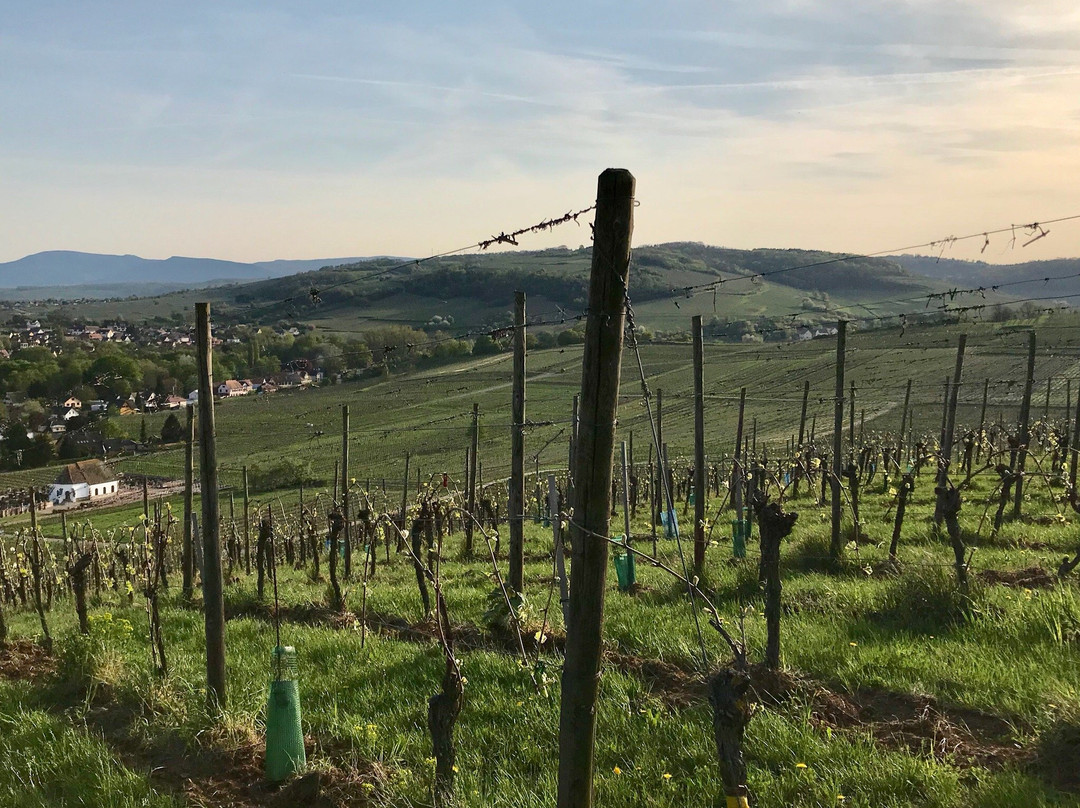 VinoVarlot-斯特拉斯堡必去景点