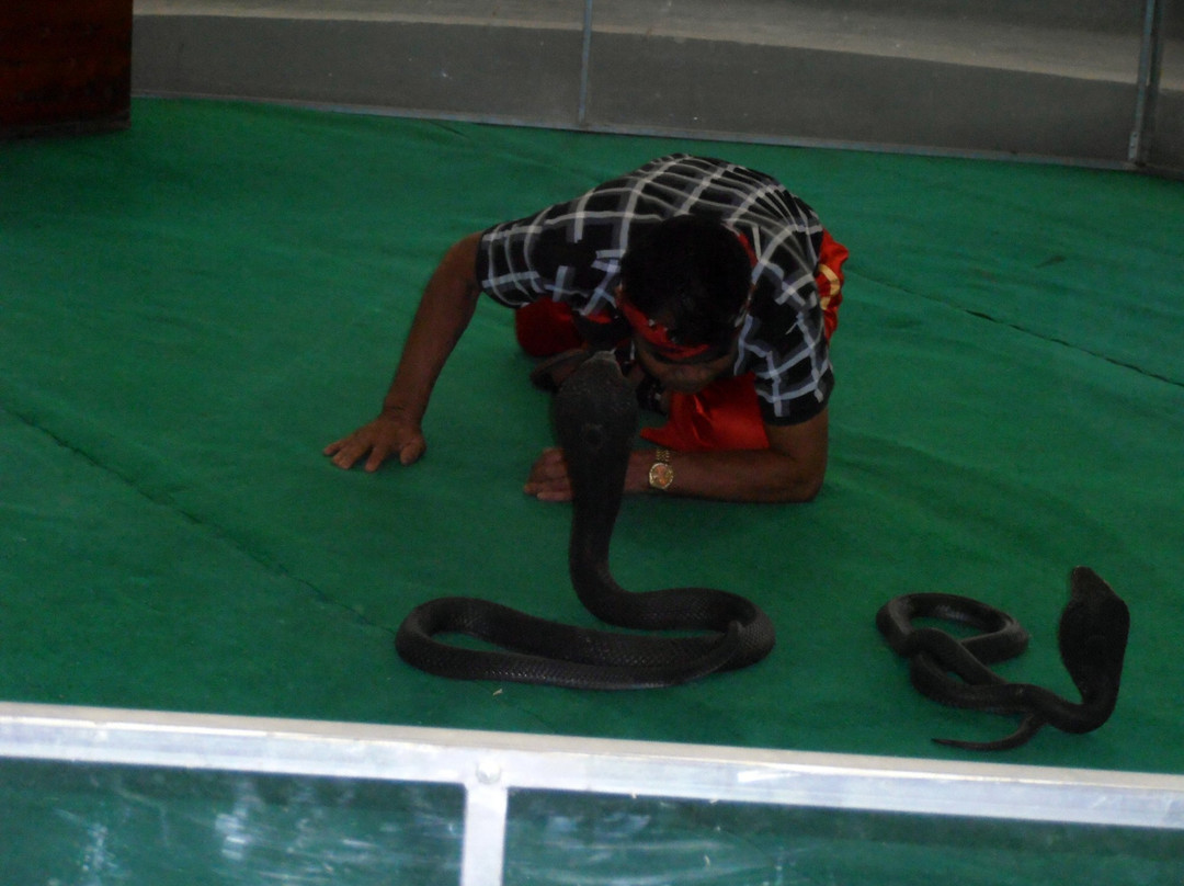 Nha Trang Snake Show-芽庄必去景点