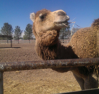 Licon Dairy-San Elizario必去景点