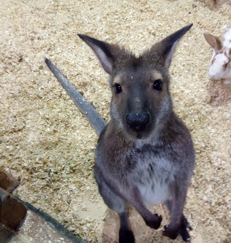 Touching Zoo White Kangaroo景点图片