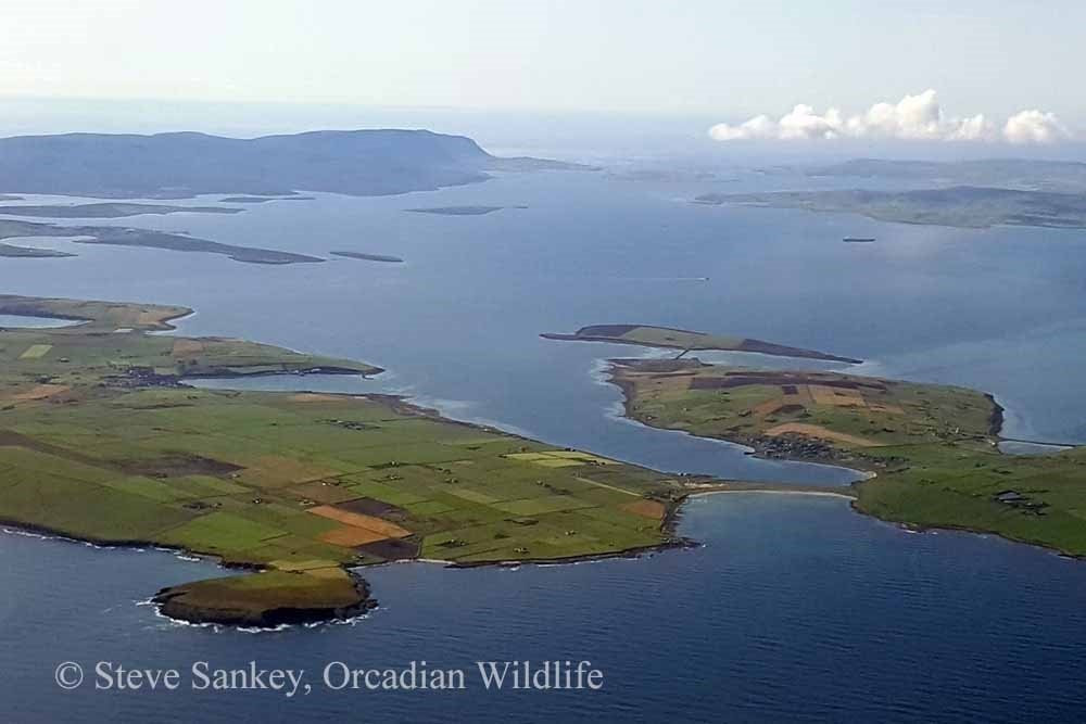 Orcadian Wildlife景点图片