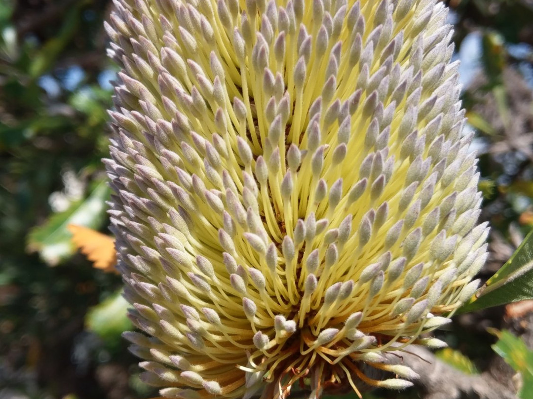 South Head-悉尼必去景点
