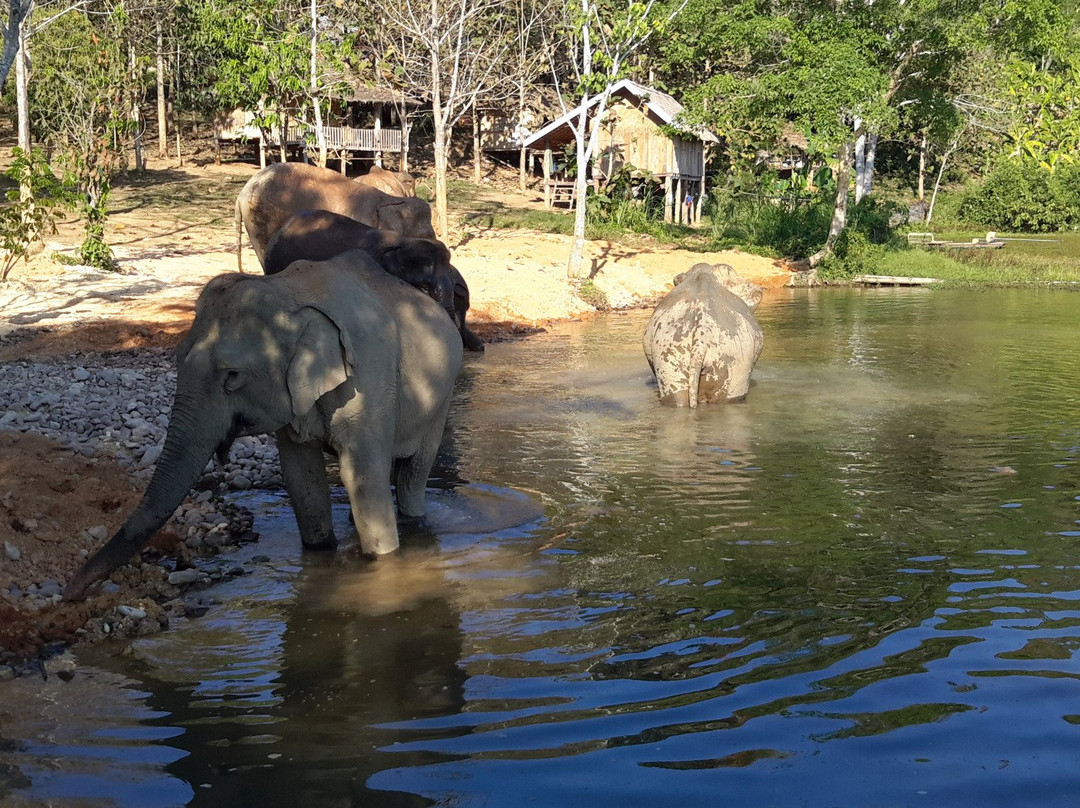Elephant Conservation Center景点图片
